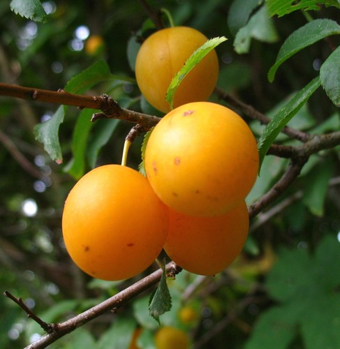 Mirabelle von pillnitz - mirabelle, pillnitz®